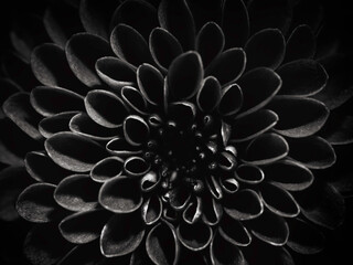 Black and White Flower – Radiant Center Macro