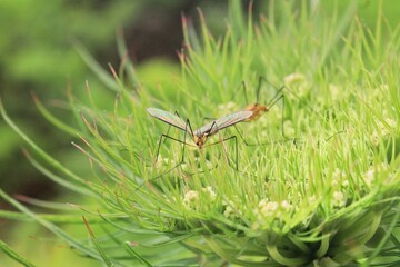 two crane flies perched on a plant