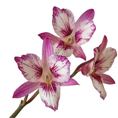 Close up of three pink and white striped orchid blooms on stem