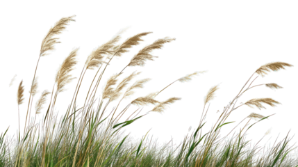 Cane, reed seeds and green grass with transparent background, transparent PNG | Transparent PNG --ar 16:9