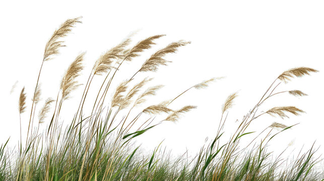 Cane, reed seeds and green grass with transparent background, transparent PNG | Transparent PNG --ar 16:9