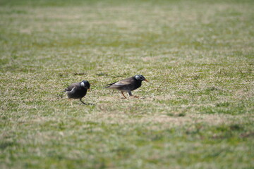 ムクドリのいる風景、芝生の公園
