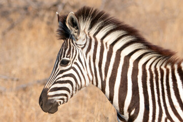 Young Zebra colt in the wild in Africa RSA