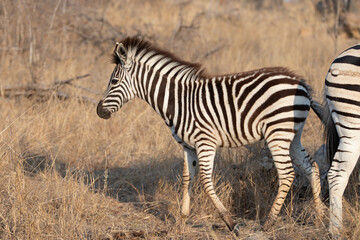 Zebra colt with mother in Africa RSA
