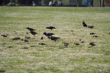 ムクドリとスズメのいる風景、芝生の公園