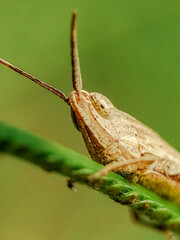 Close-Up Macro of a Grasshopper on a Green Twig in Nature