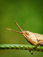Close-Up Of Brown Grasshopper Perched on Green Leaf Against Blurred Background