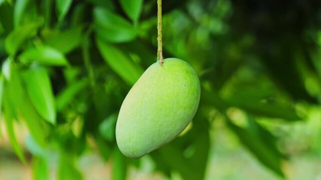 raw green mango hanging and swaying on tree due to wind with leaves in the back ground. close up, stable shot, 4k