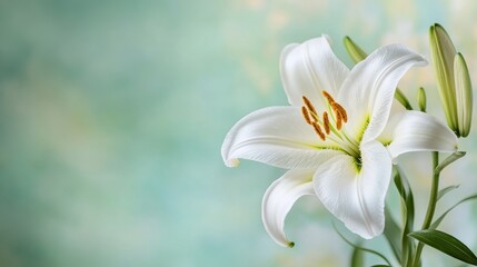 Fototapeta premium Space Lily Yellow Scene Vibe Floral Center Delicate