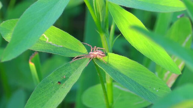 Anyphaenidae is a family of araneomorph spiders, sometimes called anyphaenid sac spiders or ghost spiders currently sitting on a green grass leaf calm macro 4k footage