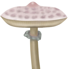 Mushroom 