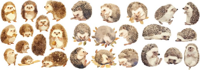 hedgehog watercolor clipart