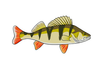 hand drawn perch fish illustration