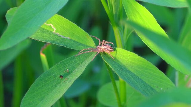 Anyphaenidae is a family of araneomorph spiders, sometimes called anyphaenid sac spiders or ghost spiders currently sitting on a green grass leaf calm macro 4k footage