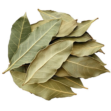 Dried green bay leaves, with transparent background, transparent PNG | Transparent PNG