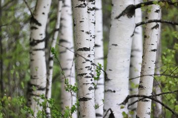 Obraz premium spring birch forest with young leaves, abstract background of nature