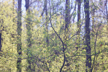 spring forest, trees and young branches with foliage in the park, abstract background of nature