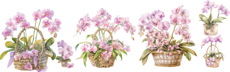 orchid basket watercolor clipart