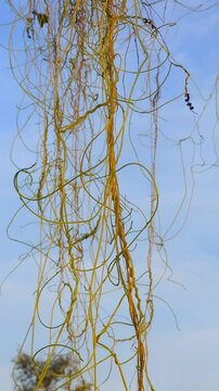 Cassytha filiformis or love-vine is an orangish, wiry, parasitic vine in the family Lauraceae. 4k footage 
