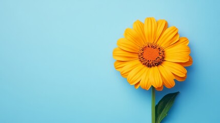 Space Yellow Marigold Scene Blue Orange Right Center