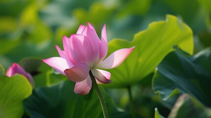 Obraz premium pictures of lotus flower