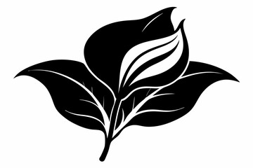 calla lily flower leaf line art silhouette vector illustration