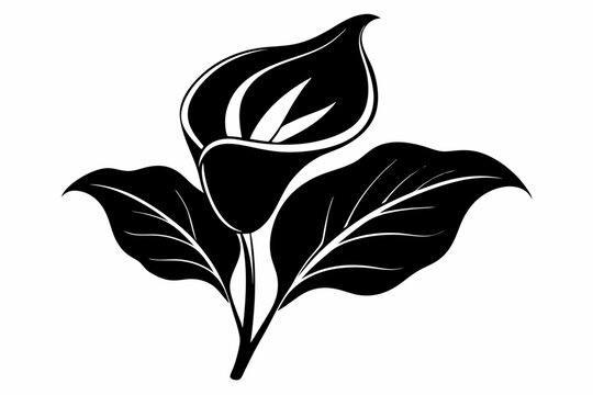black calla lily flower on white background clip art preview