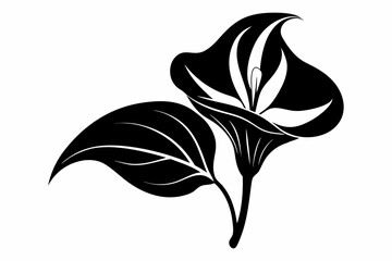 calla lily flower leaf line art silhouette vector illustration