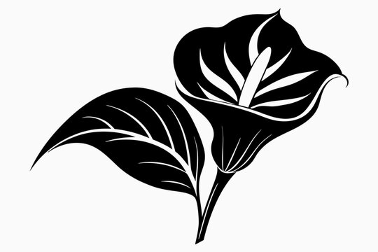 black calla lily flower, leaves, white background clip art preview