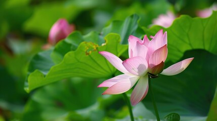 Obraz premium pictures of lotus flower