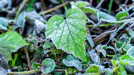 4k Video Springtime Ice Melt Revealing Vibrant Green Foliage in a Tranquil Garden Setting - Powered by Adobe