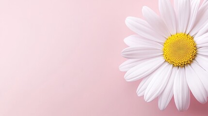 Space Daisy Yellow Overview Meadow Right Vibe Pastel