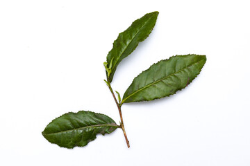 Obraz premium A variety of tea leaves laid out on a white background. green leaves isolated on white background