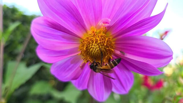 Africanized bee, also known as the Africanized honey bee (AHB) pollinating wild flower and collecting honey from flowers slow motion 240fps footage