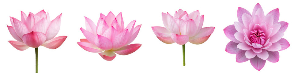 Obraz premium Exquisite pink lotus flowers with delicate petals blossoming in a tranquil pond reflecting the beauty and serenity of nature