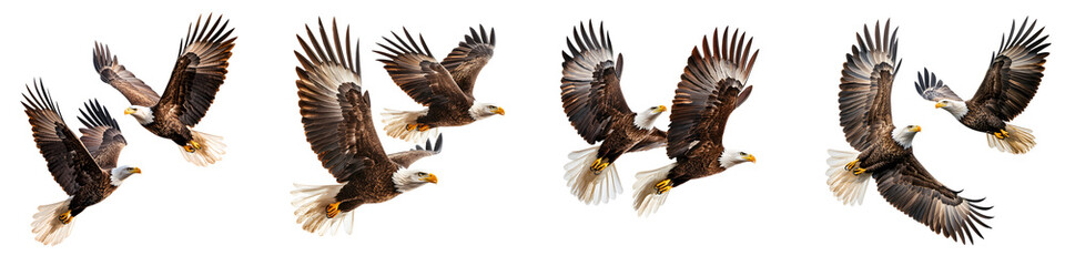 Fototapeta premium A series of majestic bald eagles the national symbol of the United States soaring and flying gracefully through the air with their powerful wings and talons outstretched