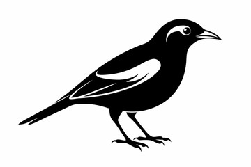 Obraz premium myna bird line art silhouette vector illustration
