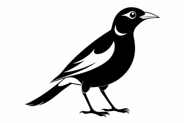 myna bird line art silhouette vector illustration