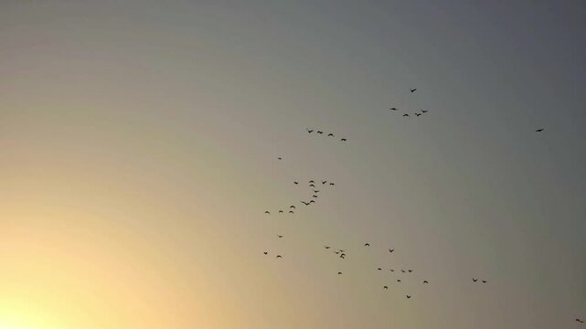 bird flock flying in the sky the evening slow motion 240fps footage