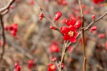 Chaenomeles japonica quince blooming. Beautiful red flowers on a tree. Springtime. Selective focus