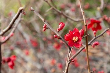 Chaenomeles japonica quince blooming. Beautiful red flowers on a tree. Springtime. Selective focus