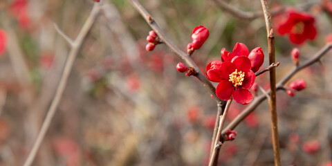 Chaenomeles japonica quince blooming. Beautiful red flowers on a tree. Springtime. Selective focus