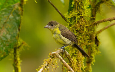 weibliche Feuerbürzeltangare  (Ramphocelus flammigerus)