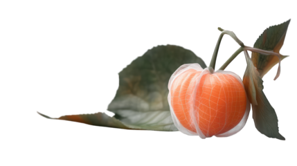 Physalis, groundcherrie half with transparent background " | Transparent PNG --ar 16:9