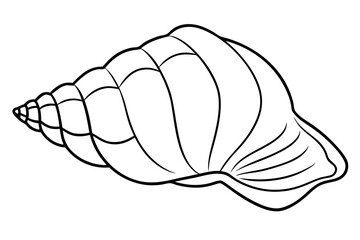 seashell line art silhouette vector illustration
