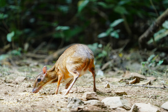 Lesser mouse-deer, Lesser Malay chevrotain(Tragulus) eating food in the forest.