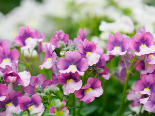 春の花壇の愛らしいネメシア