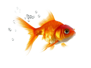 Goldfish in profile with bubbles on png and transparent background