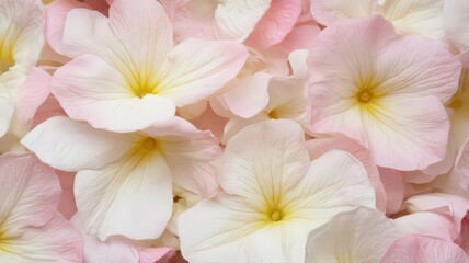 Fototapeta premium Delicate Pink and White Flowers Close Up