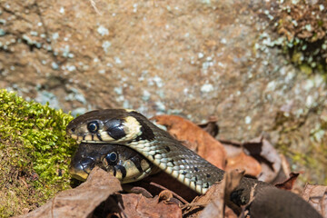 Close up at a Grass snakes in spring